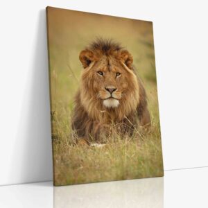 Majestátní lev odpočívající v zelené trávě africké savany na kvalitním plátně.