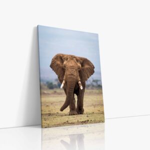 Detailní portrét afrického slona s mohutnými kly a vrásčitou kůží zachycený v jeho přirozeném prostředí africké savany