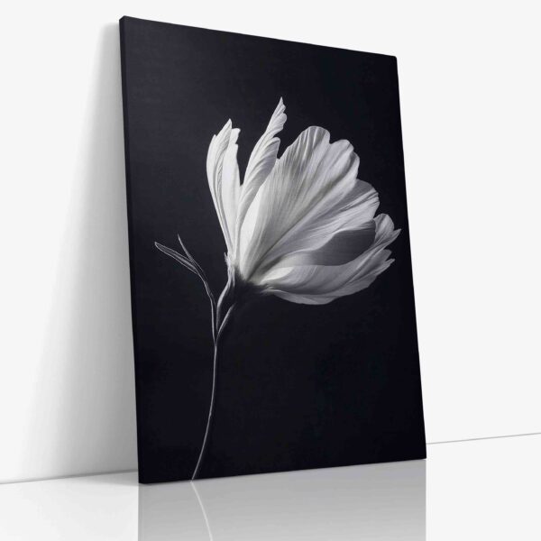 Detailní makro fotografie čistě bílého květu dramaticky kontrastujícího s hlubokým černým pozadím, zachycující jemnou strukturu a křehkou krásu.