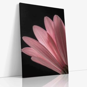 Detailní makro fotografie něžného růžového květu dramaticky kontrastujícího s hlubokým černým pozadím, zachycující jemnou strukturu a živé odstíny.