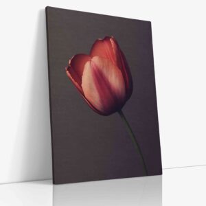 Detailní makro fotografie intenzivně červeného květu dramaticky kontrastujícího s hlubokým tmavým pozadím, zachycující bohaté textury a vášnivou krásu.